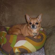 Chihuahua * Sasha, slikmutter*