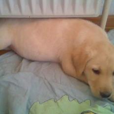 Labrador retriever Nellie