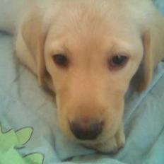 Labrador retriever Nellie