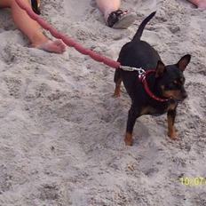 Dvaergpinscher Tulle