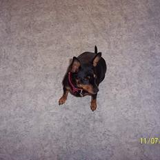 Dvaergpinscher Tulle