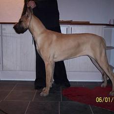 Grand danois Kørup´s Beth Hart