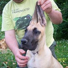 Grand danois Kørup´s Beth Hart