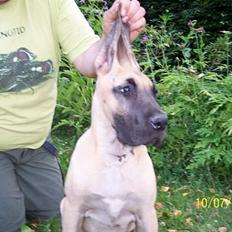 Grand danois Kørup´s Beth Hart