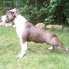 Amerikansk staffordshire terrier Sweet Dream Lesoto
