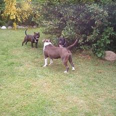 Amerikansk staffordshire terrier Sweet Dream Lesoto