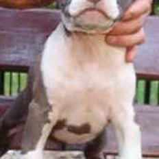 Amerikansk staffordshire terrier Sweet Dream Lesoto