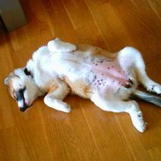 Islandsk fårehund Cinni