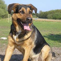 Blanding af racer Sitka