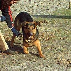 Blanding af racer Sitka