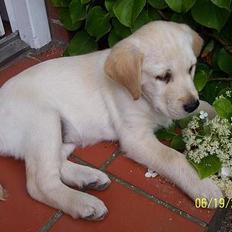 Labrador retriever Sofie