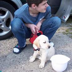 Labrador retriever Sofie