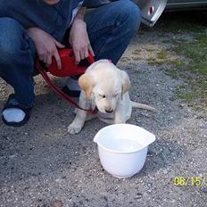 Labrador retriever Sofie