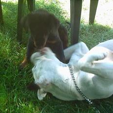 Amerikansk bulldog Thiti (R.I.P.)