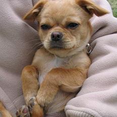 Chihuahua NEMO