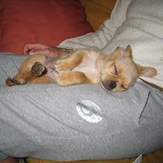 Chihuahua NEMO