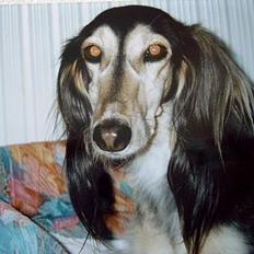Saluki El Sharmir's Shahidi