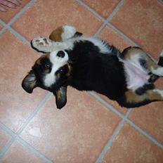 Berner sennenhund Bonnie.  (død)