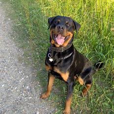 Rottweiler Rex