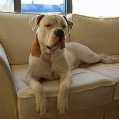 Amerikansk bulldog Bella R.I.P