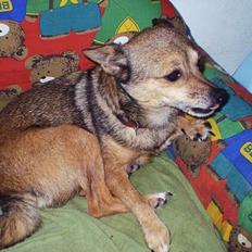 Blanding af racer FIFI