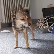 Blanding af racer FIFI