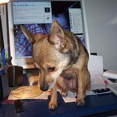 Blanding af racer FIFI