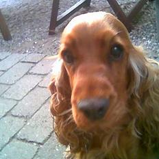 Cocker spaniel Schicca