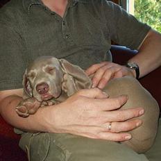 Weimaraner Bundy