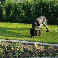 Grosser Münsterländer Chili.. Hvil i fred min pige.