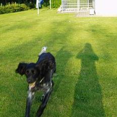 Grosser Münsterländer Chili.. Hvil i fred min pige.