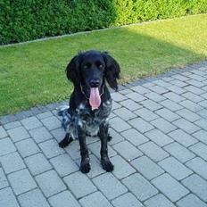 Grosser Münsterländer Chili.. Hvil i fred min pige.