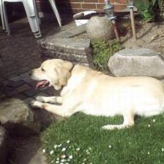 Labrador retriever Tyson