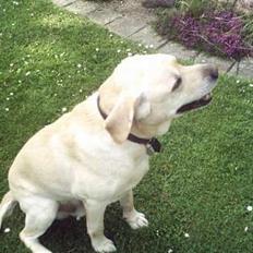 Labrador retriever Tyson