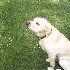 Labrador retriever Tyson