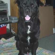 Blanding af racer Tazman