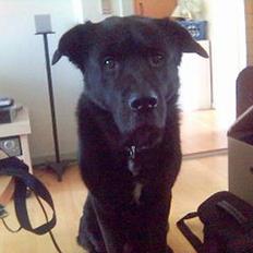 Blanding af racer Tazman