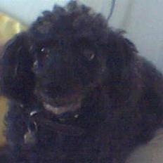 Dværgpuddel Krølle ((Død))