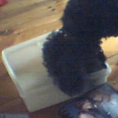 Dværgpuddel Krølle ((Død))