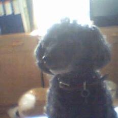 Dværgpuddel Krølle ((Død))