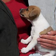 Dansk svensk gaardhund Ike