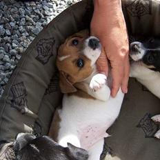 Dansk svensk gaardhund Ike