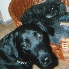 Labrador retriever Bølle