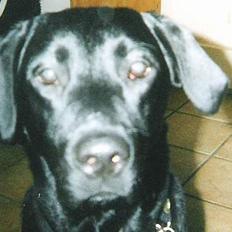 Labrador retriever Bølle