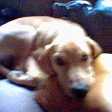 Labrador retriever Felix