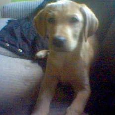 Labrador retriever Felix