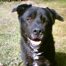 Blanding af racer Tazman