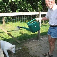 Hvid Schweizisk Hyrdehund Andy