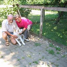 Hvid Schweizisk Hyrdehund Andy