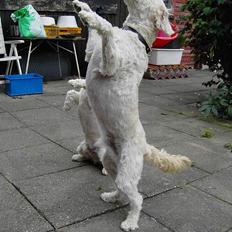 Blanding af racer Tot